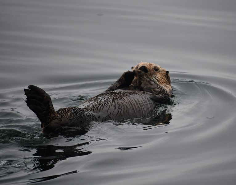 Hoonah Travel Adventures 