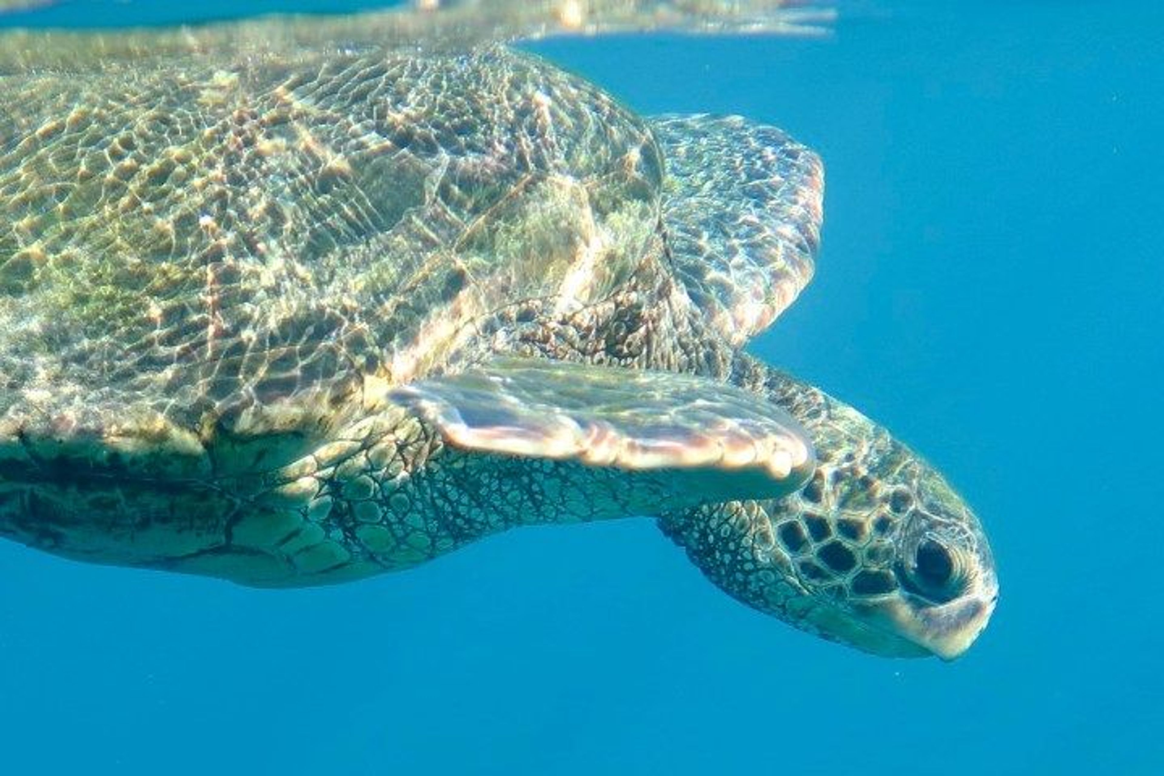 SUP "Turtle Town" Snorkel! Private Tour - Image 2