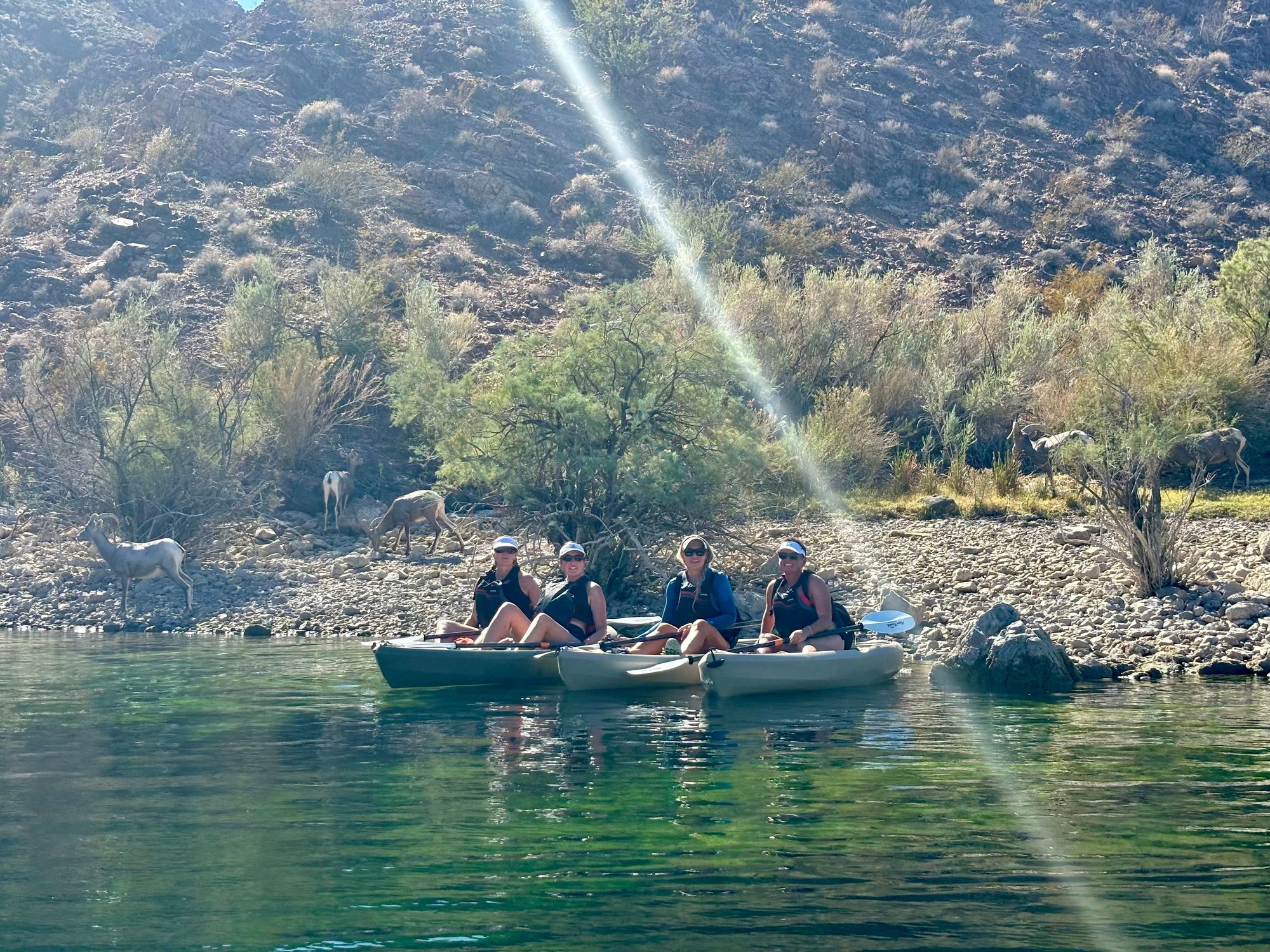 A private group of coworkers paddles together through a calm stretch of the Colorado River, laughing and enjoying the bighorn sheep behind them.