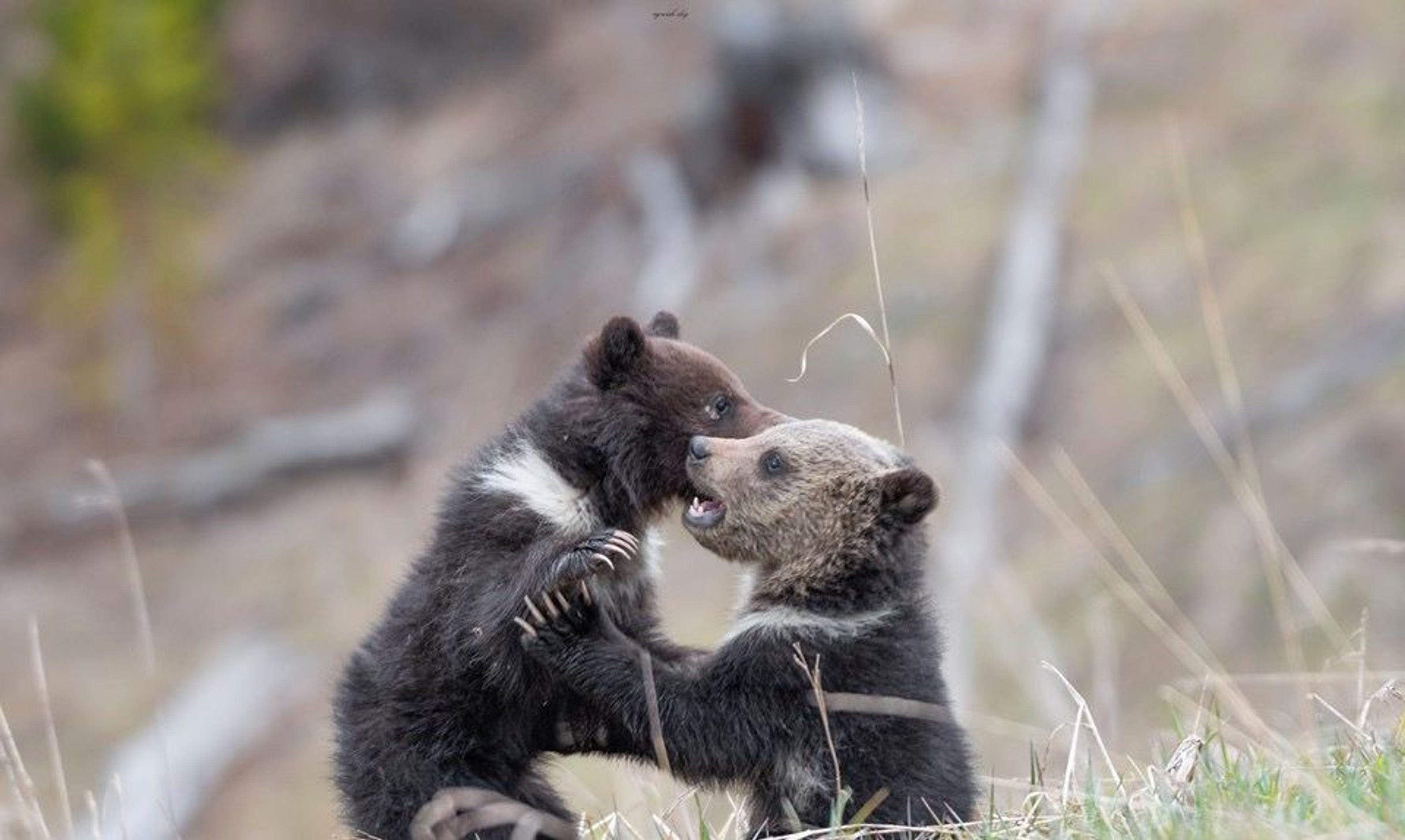 Grand Teton National Park Tour - Image 3