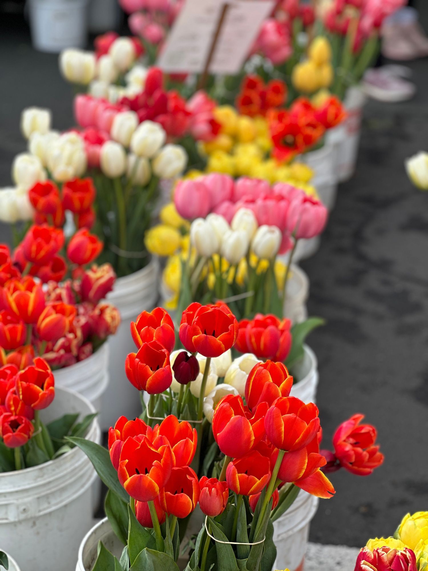 flowers in buckets