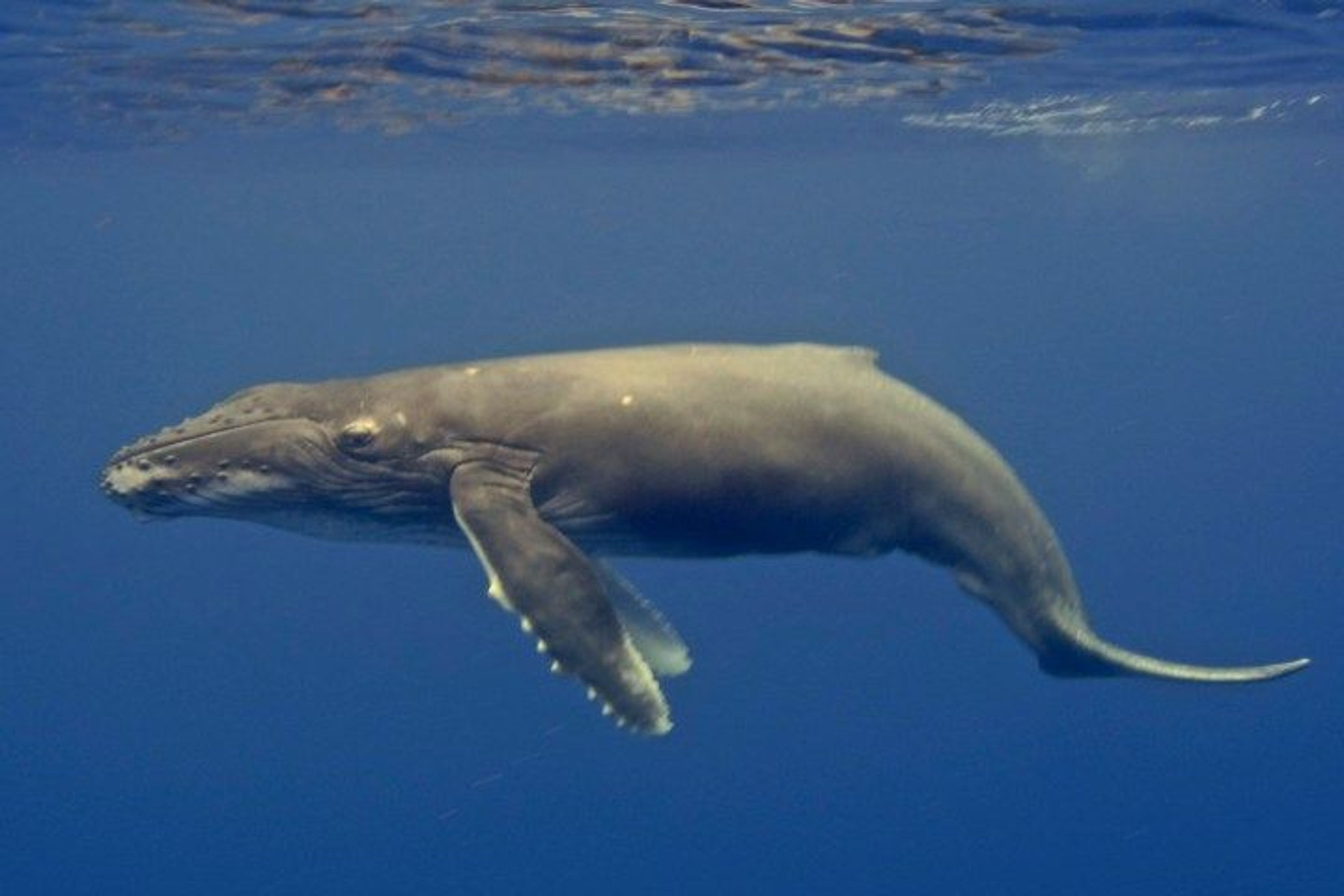 Maui Whale Watching Tours by Kayak - Image 2
