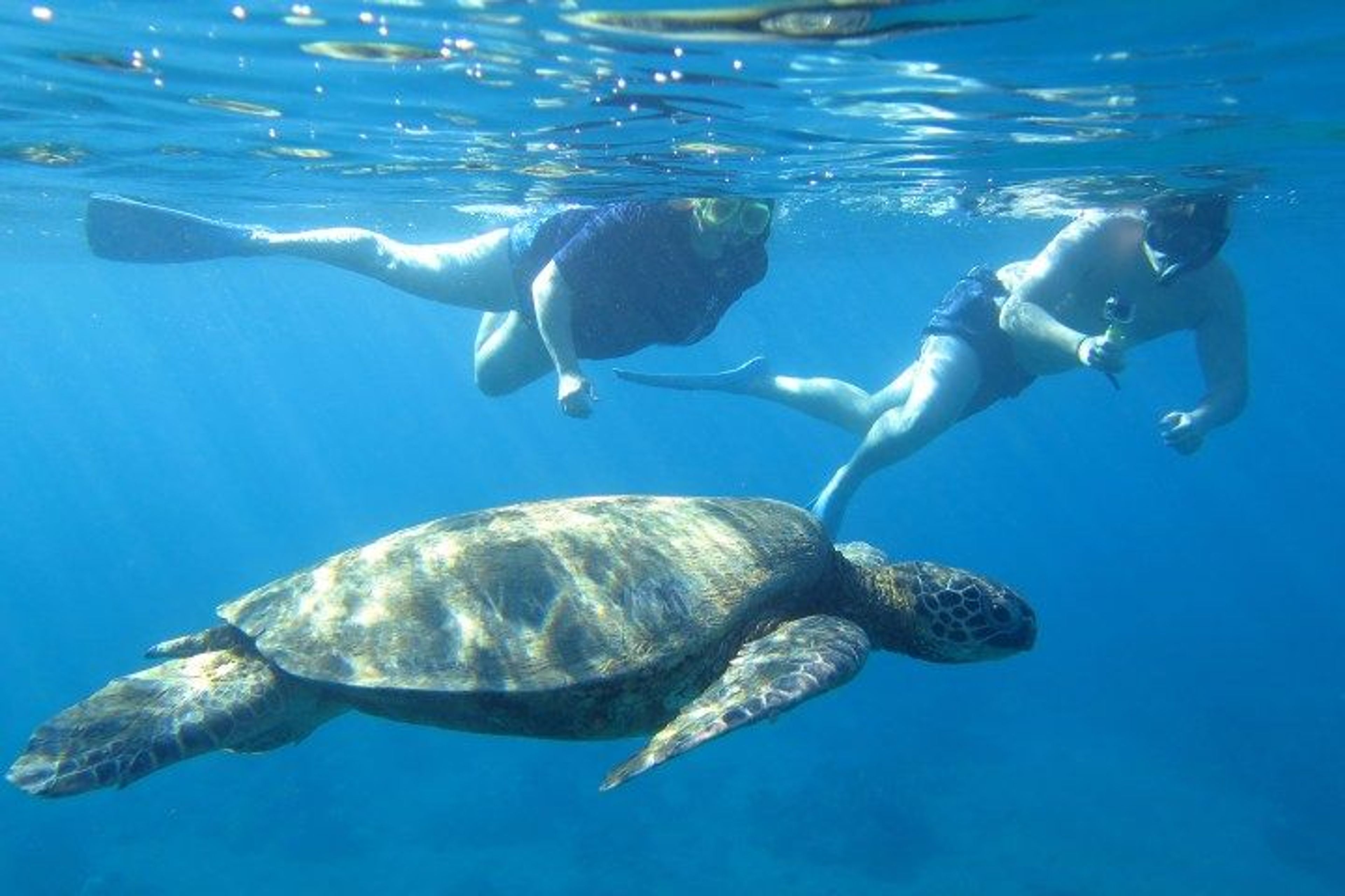 Private Kayak Snorkel Ocean Safari! “Turtle Town” - Image 1