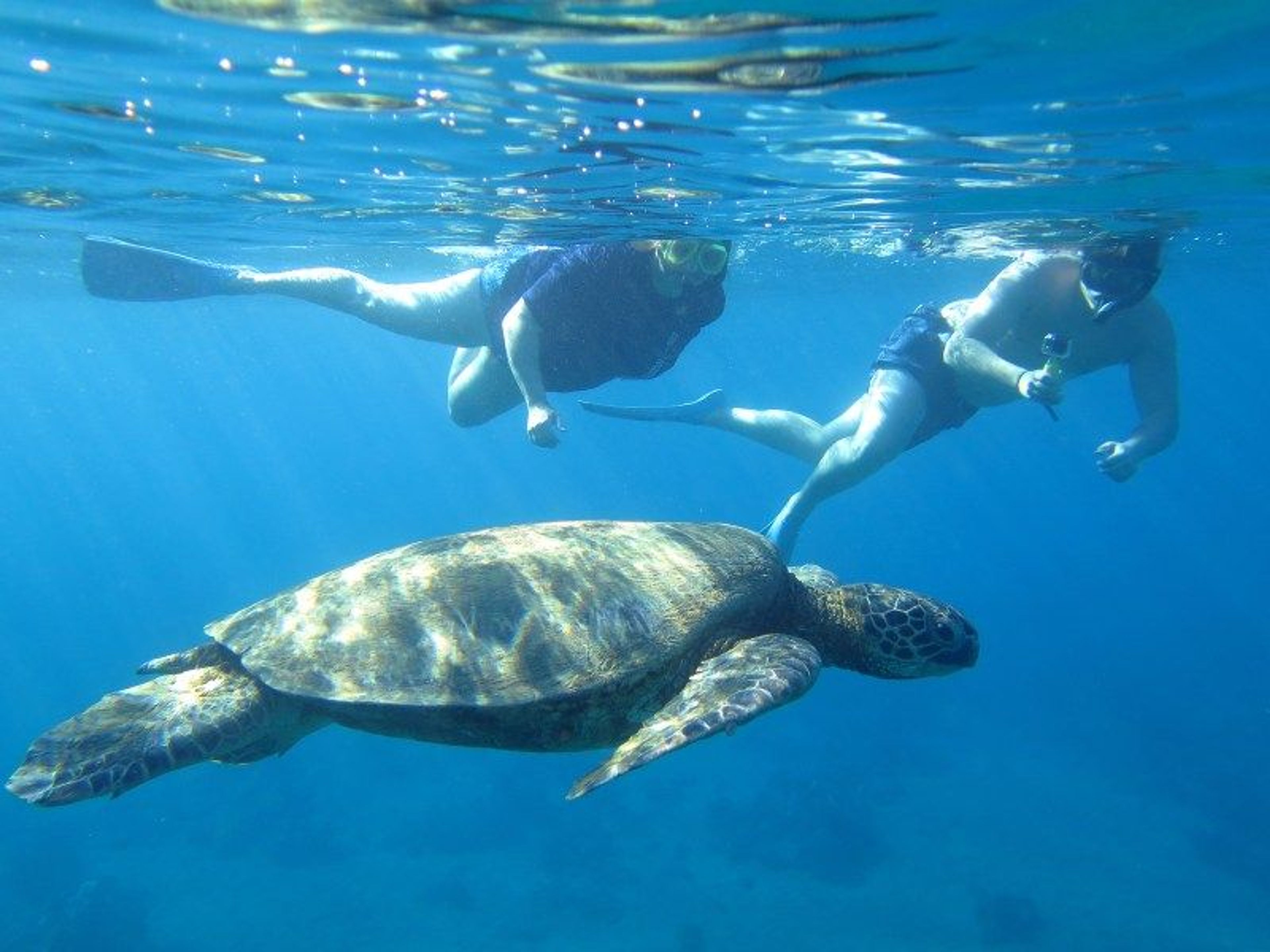 Wildlife Encounters