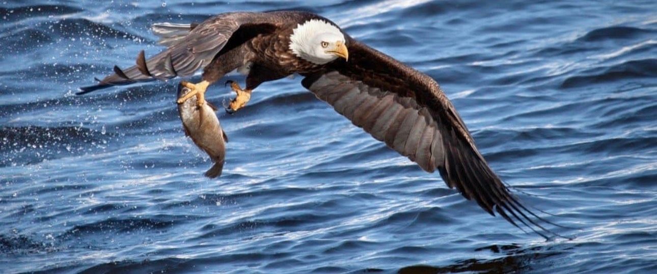 Bald Eagle