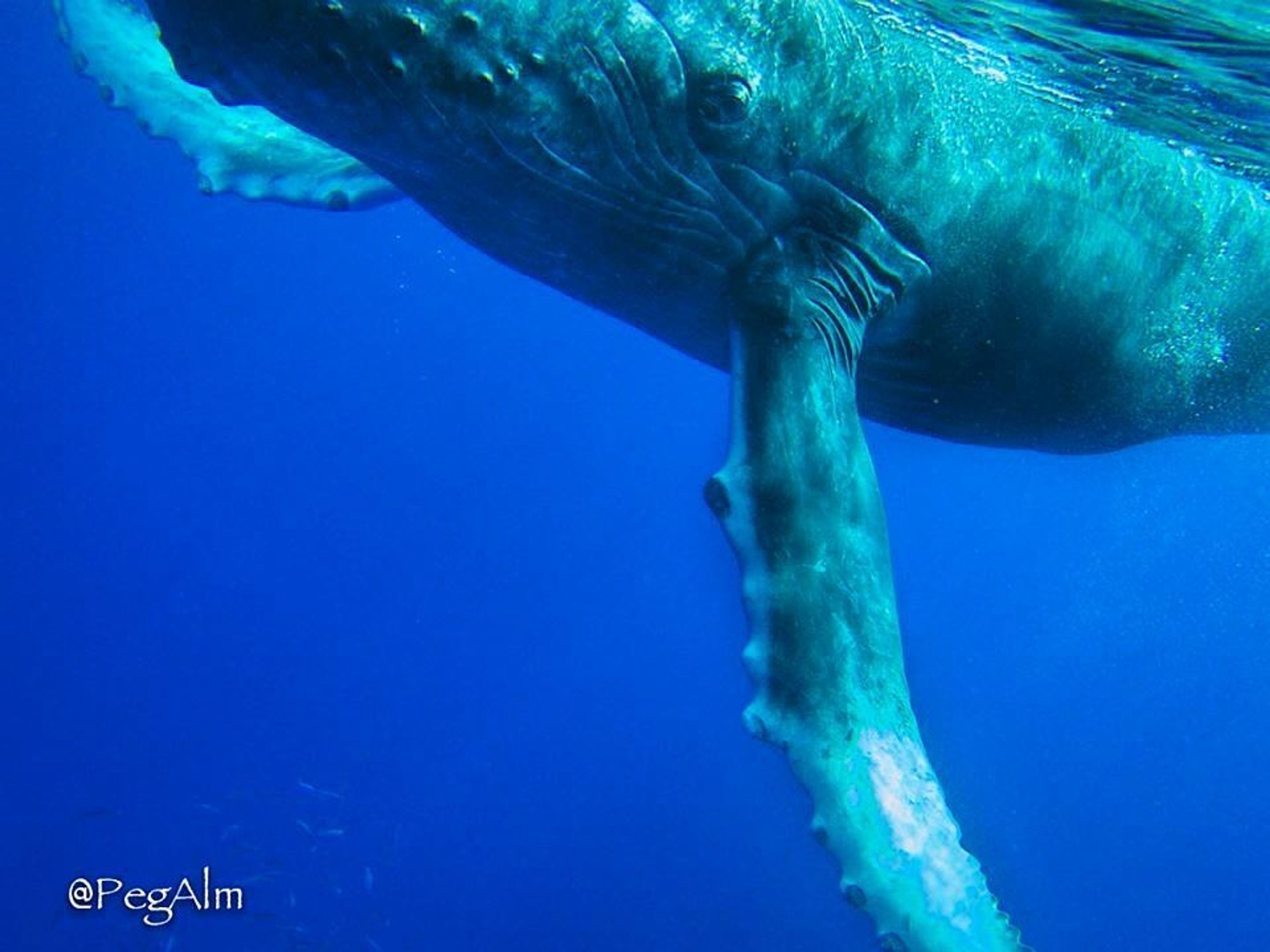 Private Whale Watch