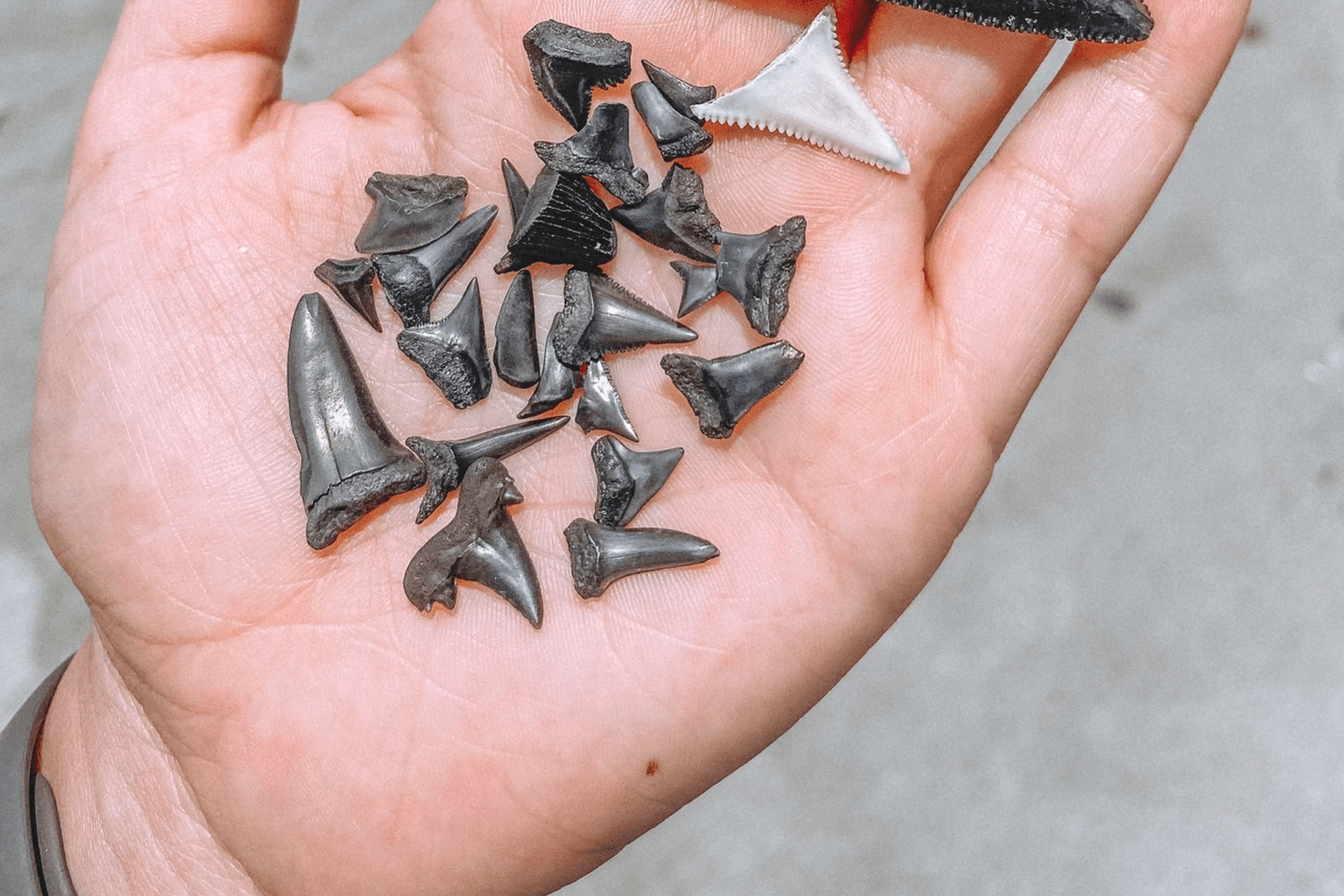 2 Hour Shark Tooth Island Excursion