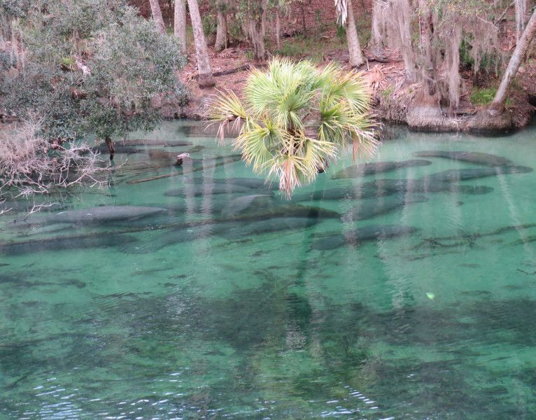 Hundreds of manatees congregating at Blue Spring State Park during the winter season.