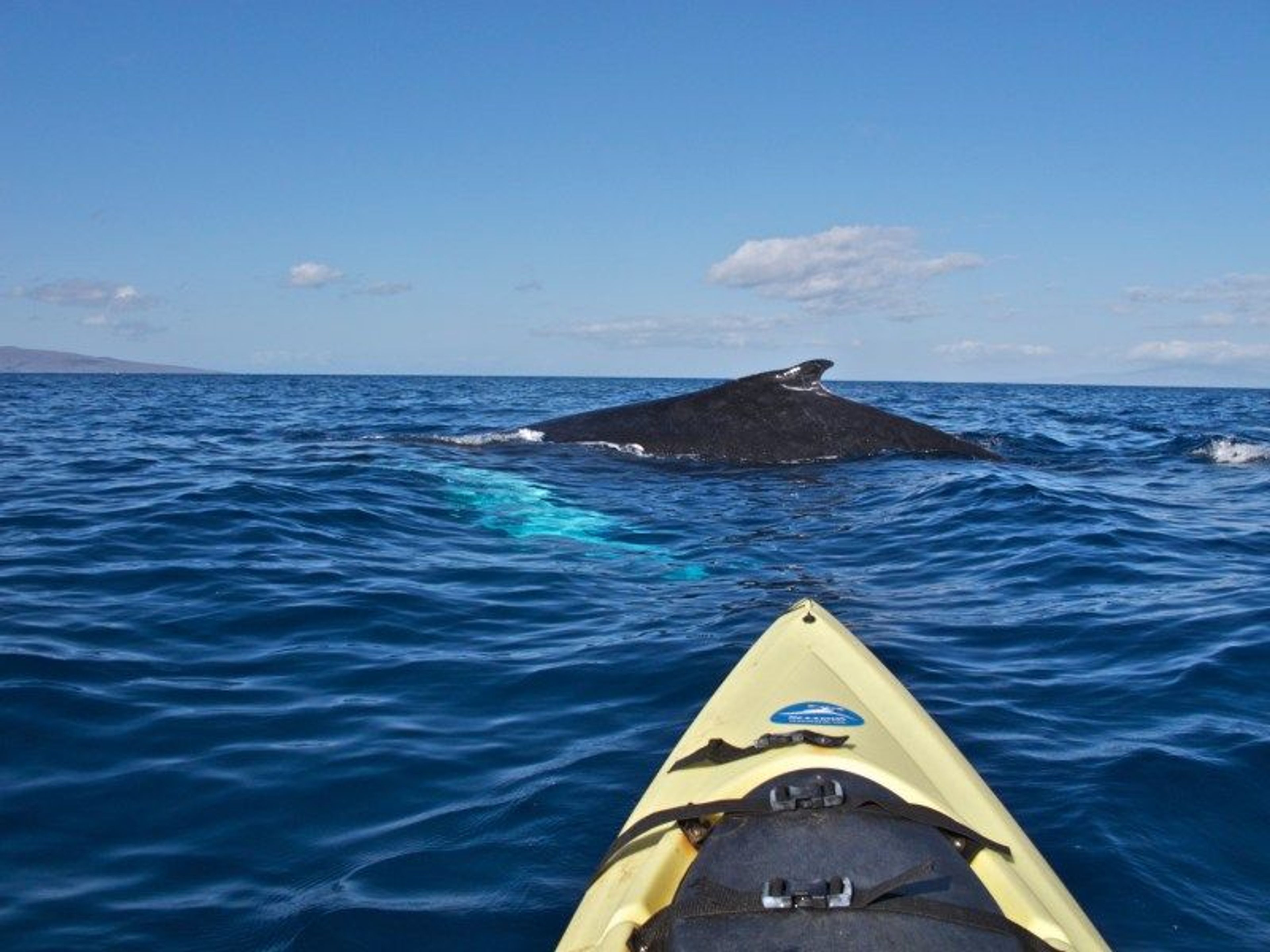 Private Whale Watch Tours