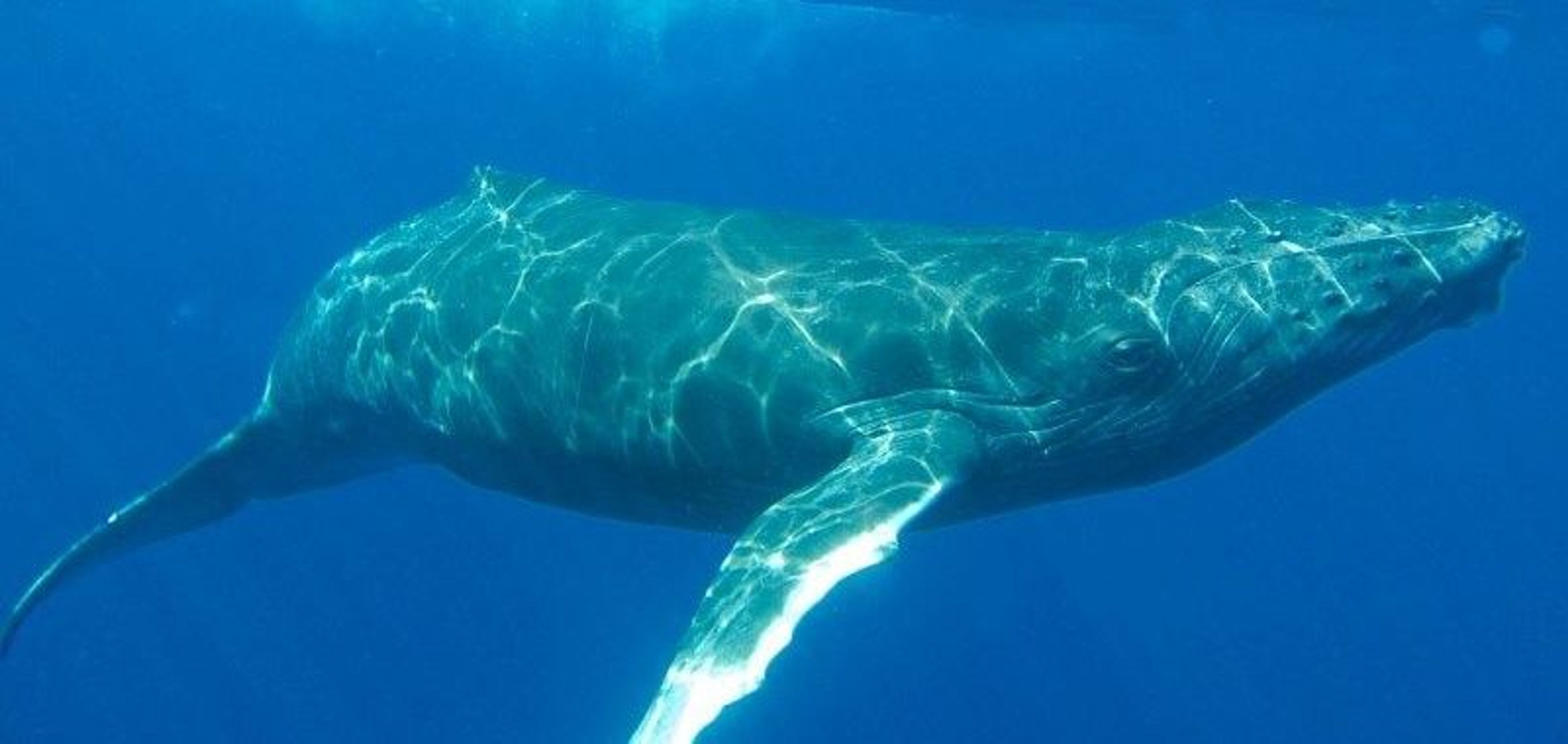 Whale Watching Up Close