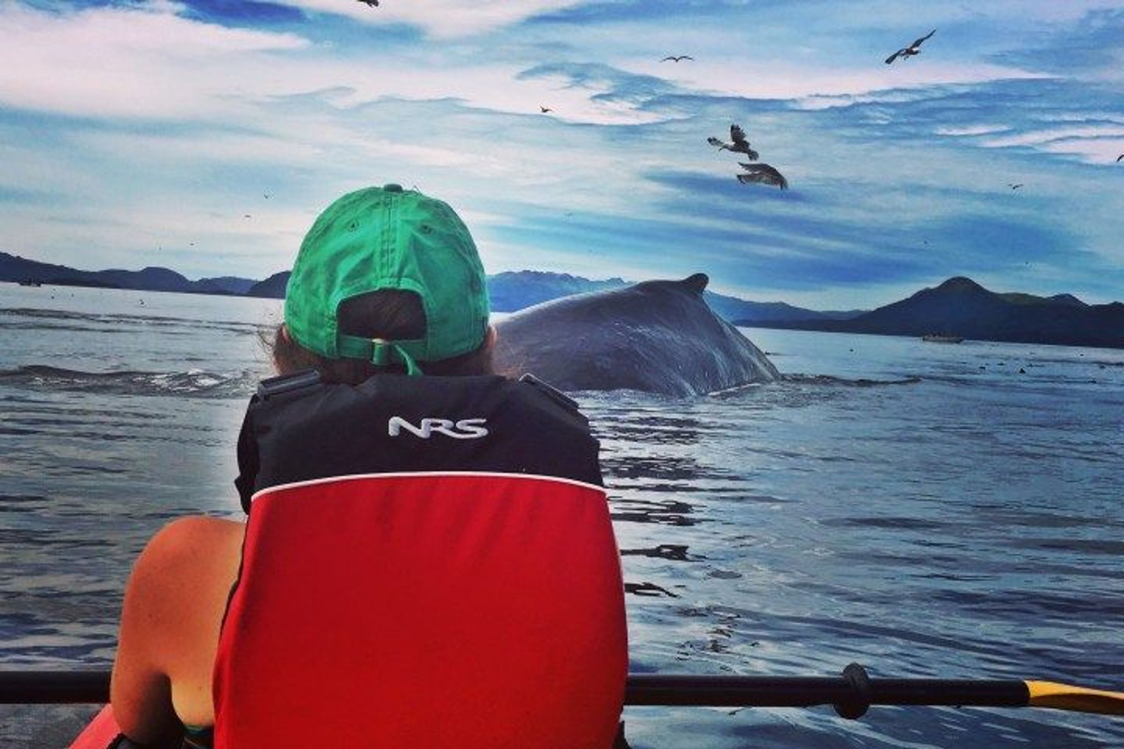 Kodiak Harbor tours by kayak - Image 4