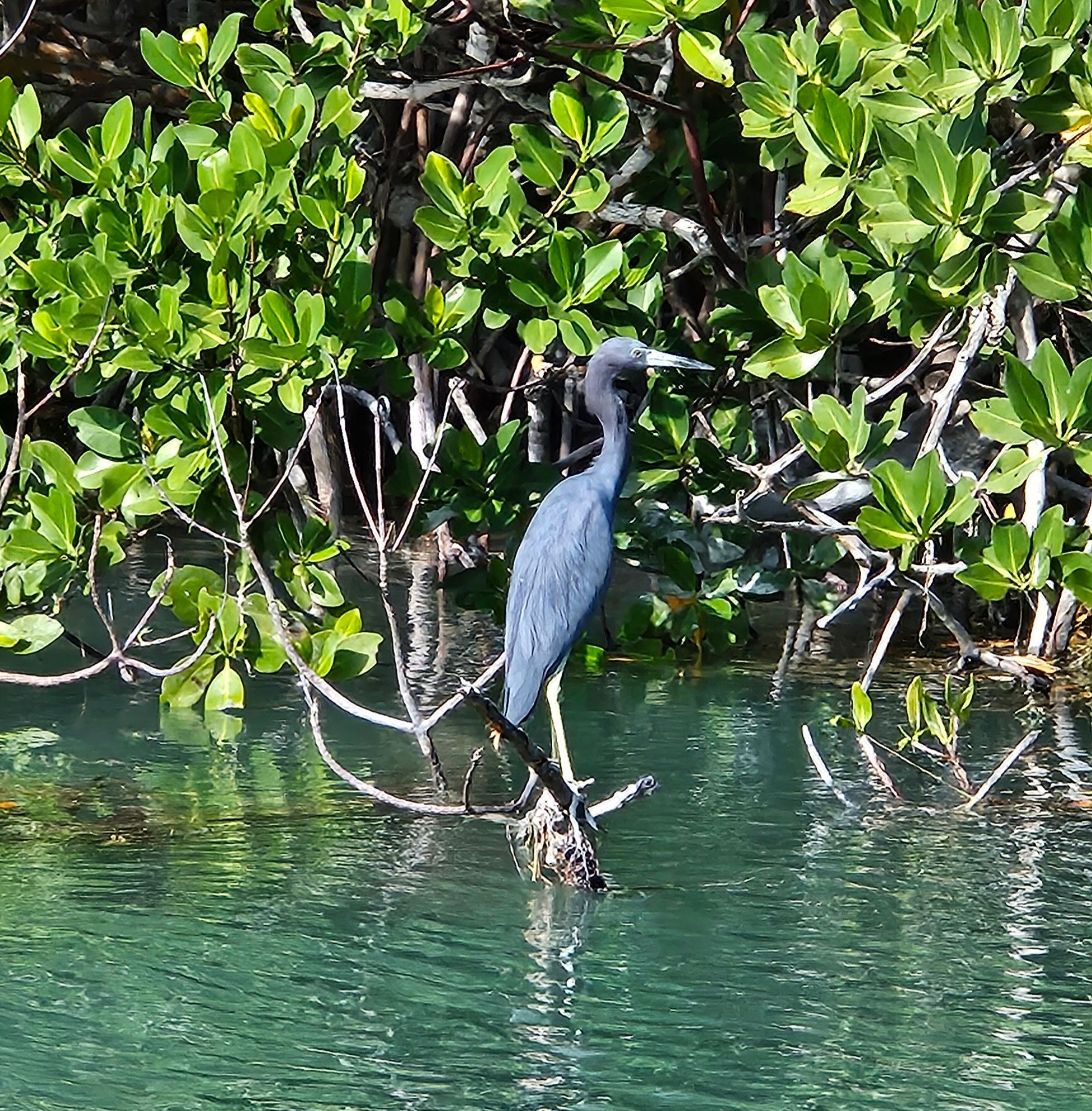 Islamorada Wildlife on Catboat Tours Heron