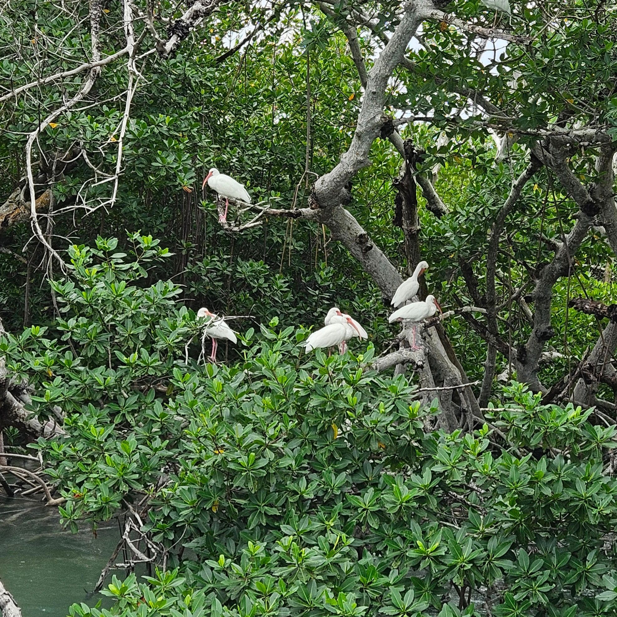 Islamorada Wildlife on Catboat Tours