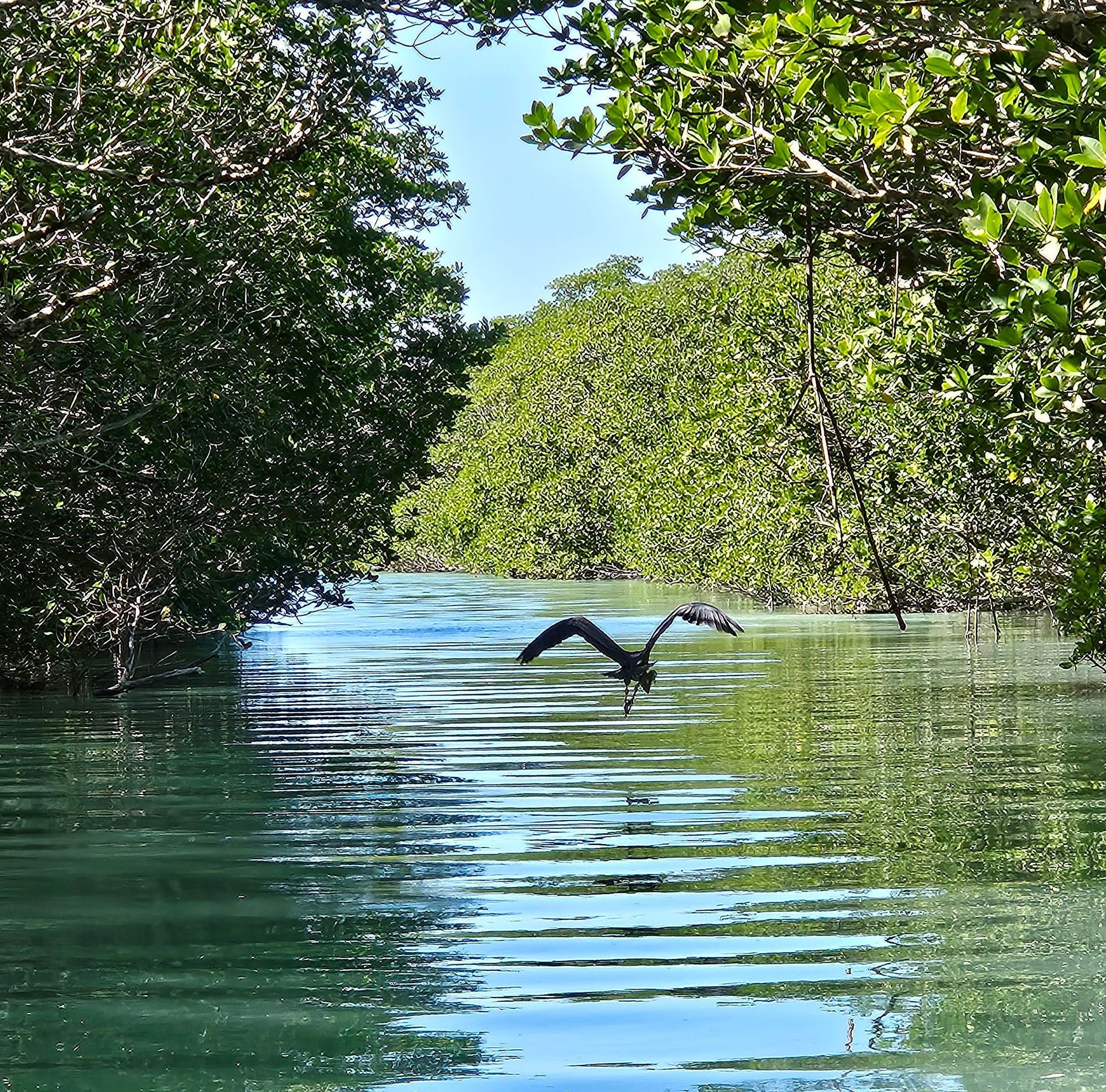Islamorada Wildlife on Catboat Tours