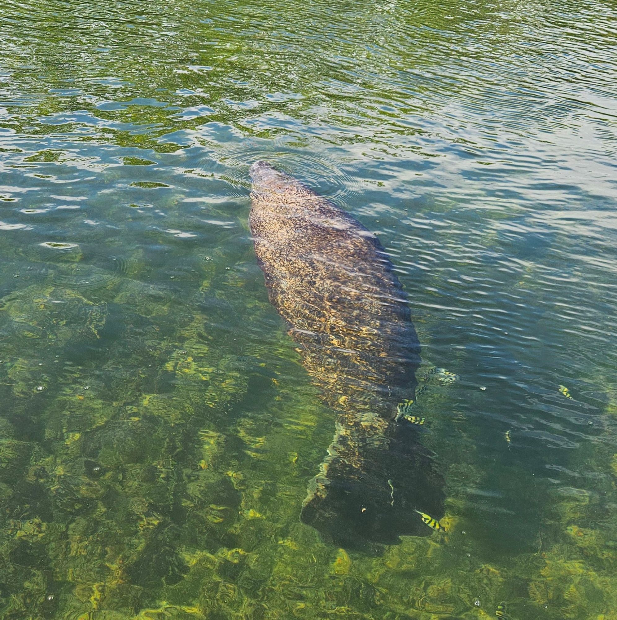 Islamorada Wildlife on Catboat Tours Manatee
