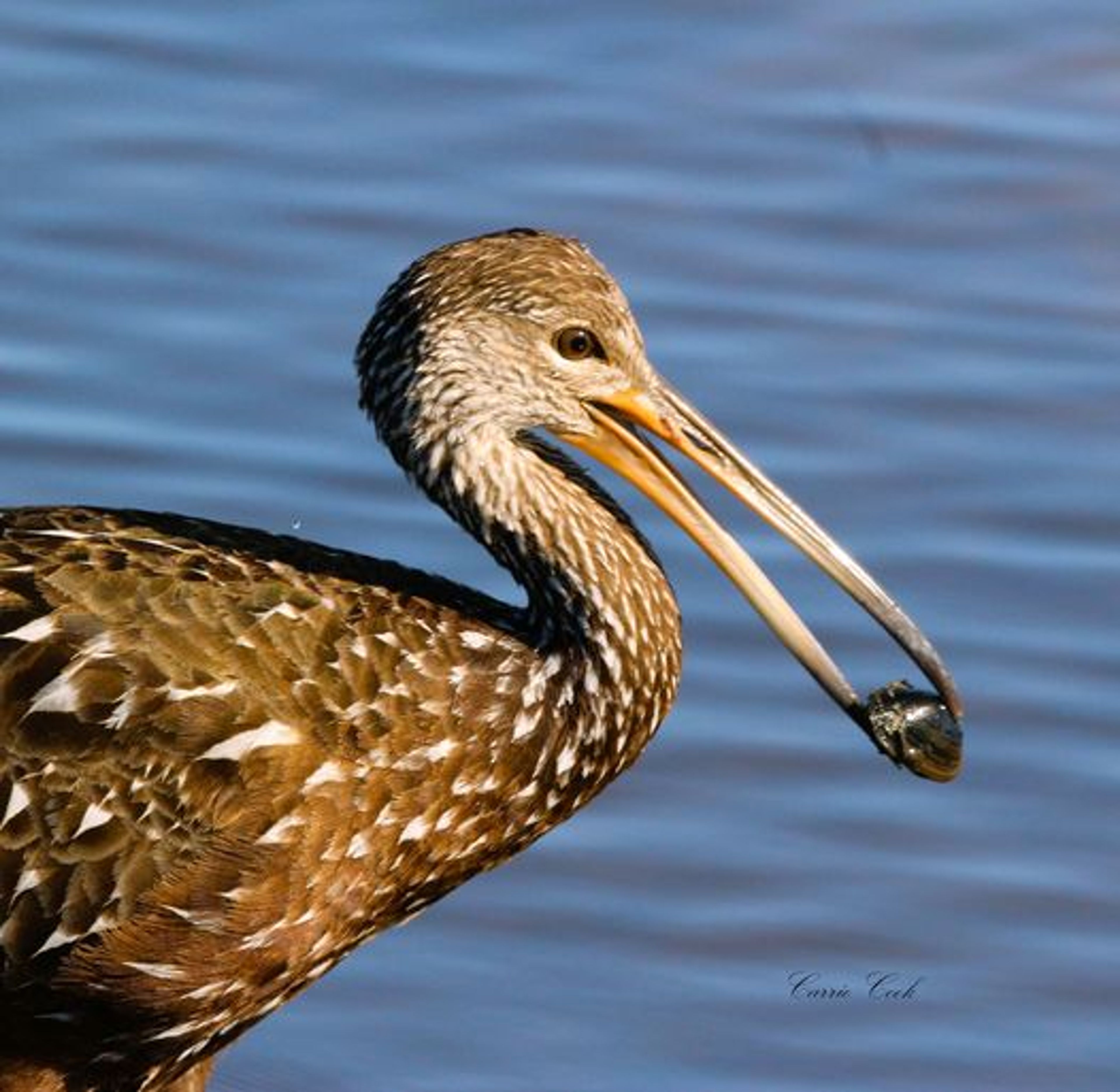 Poppy's Sweet Paddle Tour - Image 4