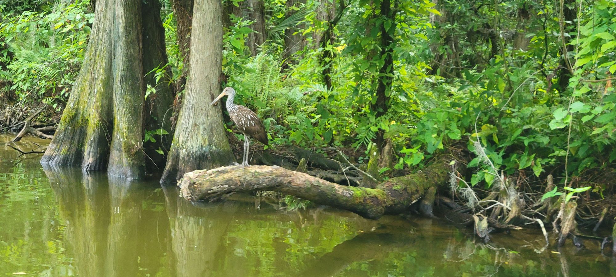 A limpkin perches on a fallen log in the Dora Canal, scanning the water for apple snails.
