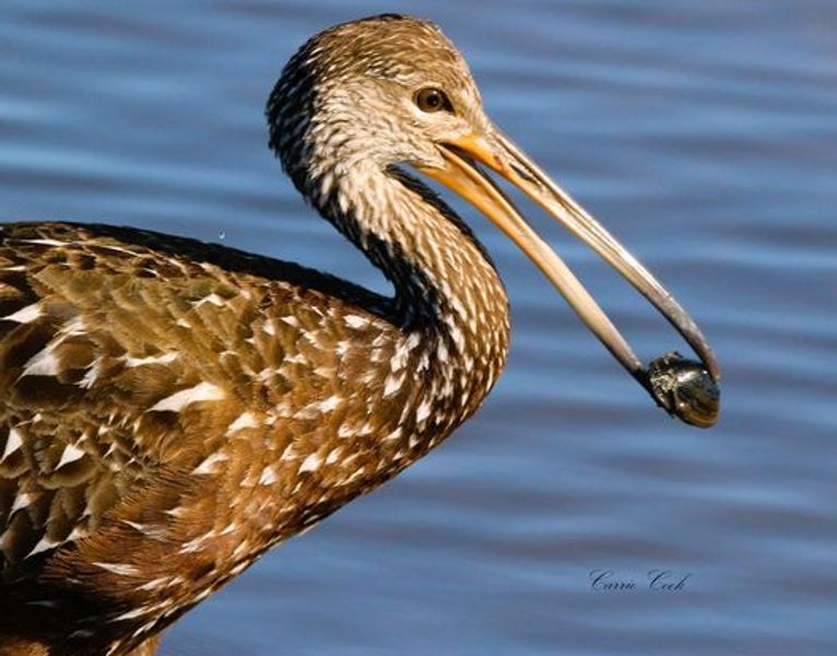 Limpkin on Florida's waterways