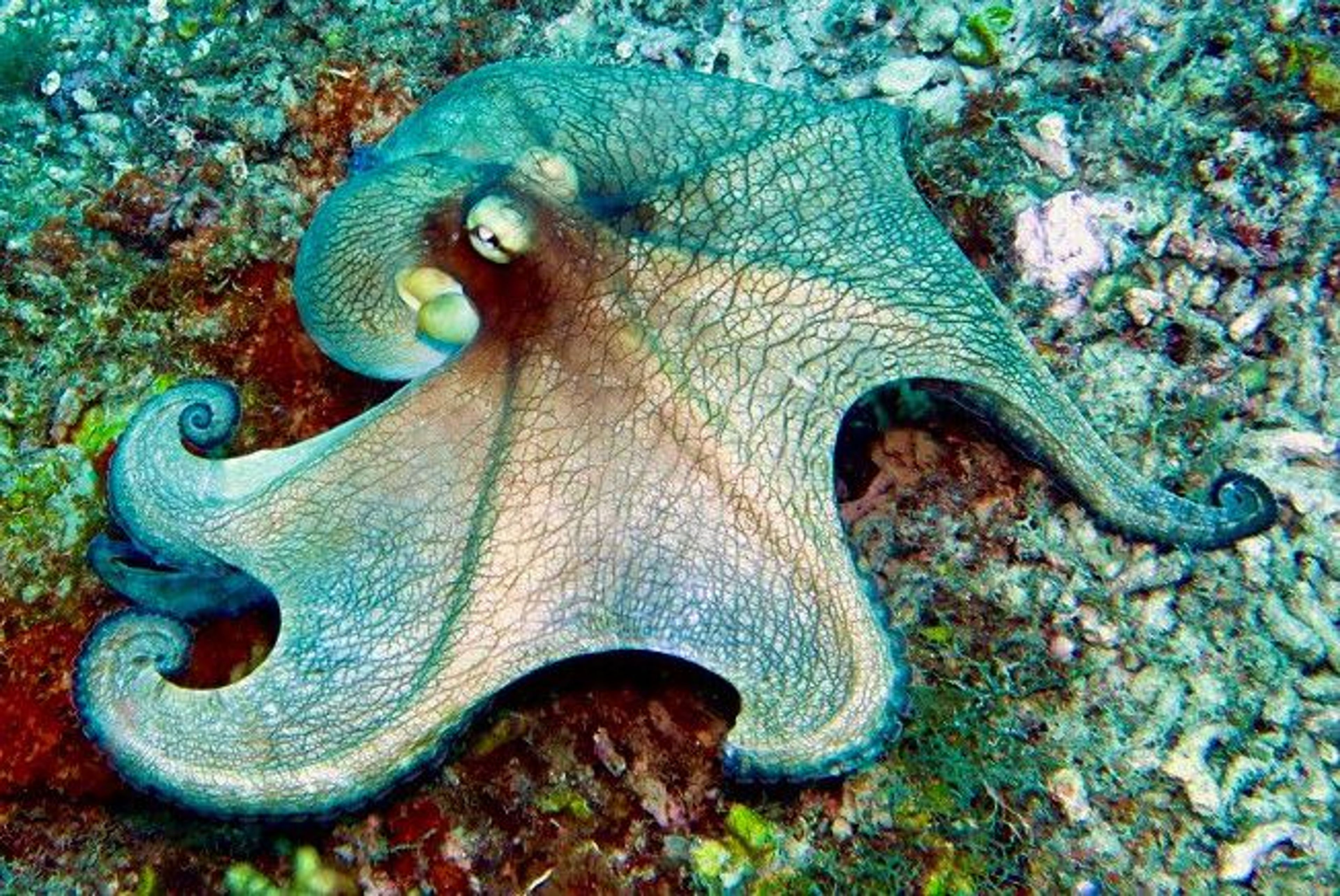 PADI Underwater Naturalist Specialty  - Image 4