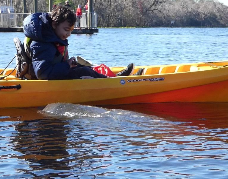 A young boy enjoys kayaking while a friendly manatee swims next to him, creating a fun and adventurous scene.