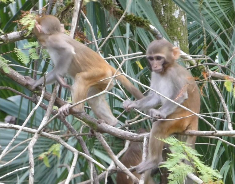 Monkey siblings