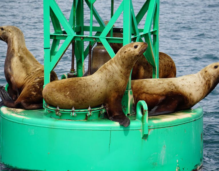 Hoonah Travel Adventures Sea Lions