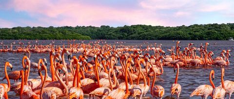 Pink flamingos