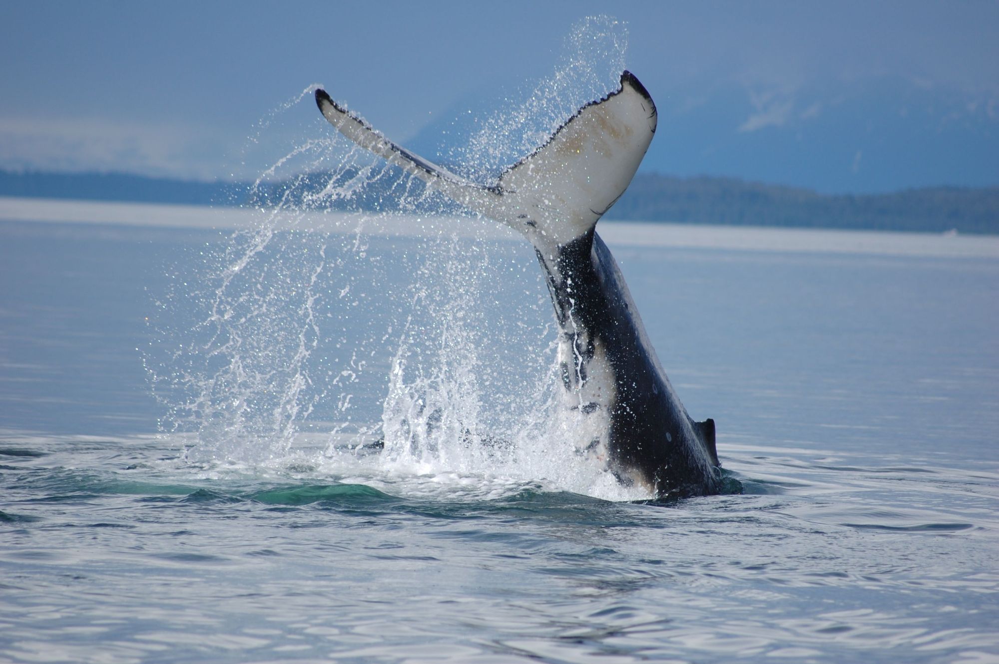 Hoonah Travel Adventures Whale watch 