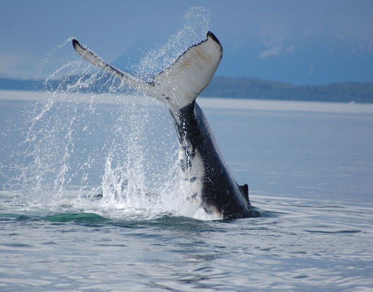 Hoonah Travel Adventures Whale watch 