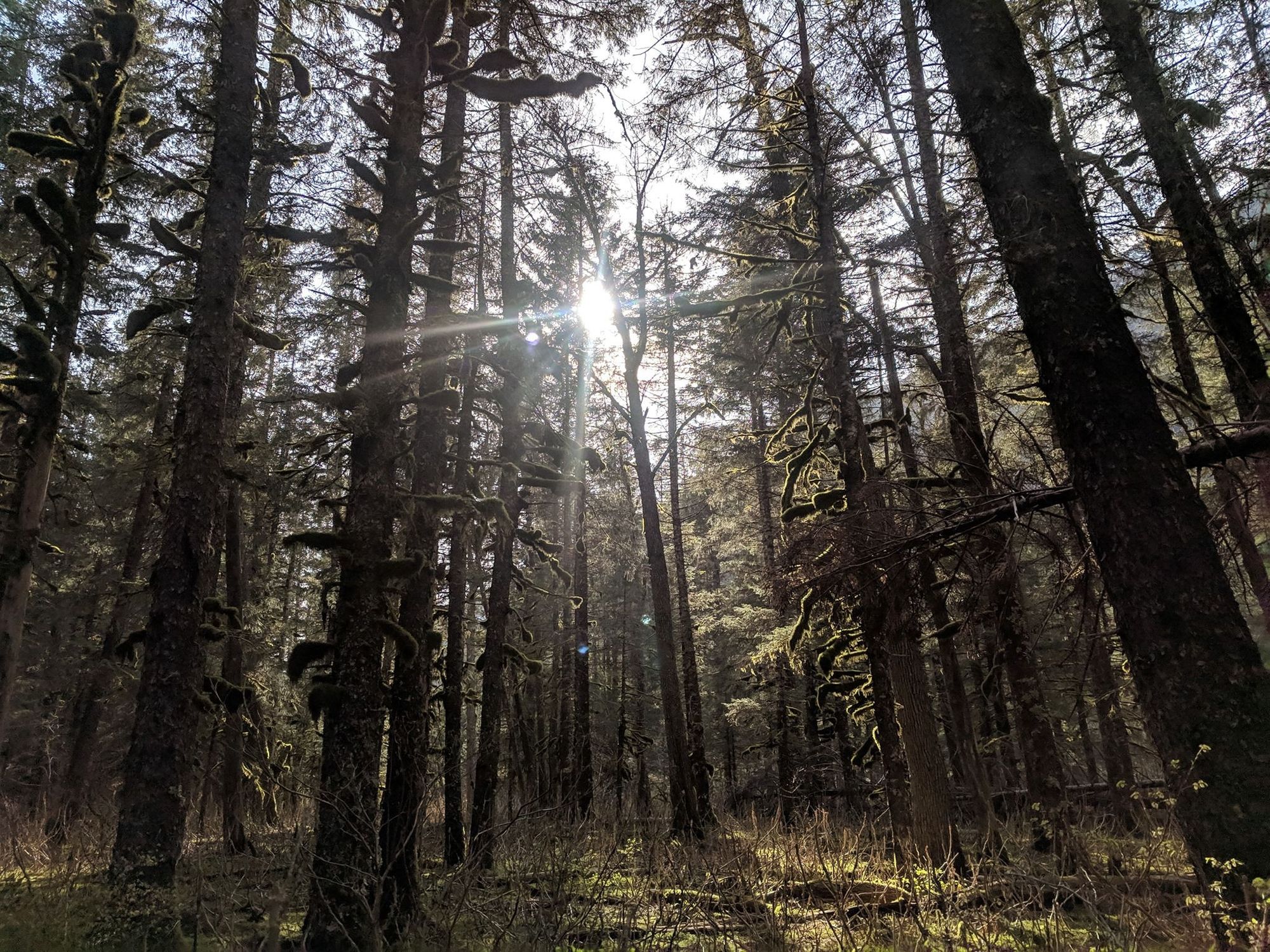 Tonsina Forest 