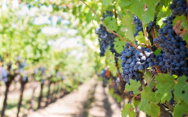 Sedona Winery Tour - Image 1