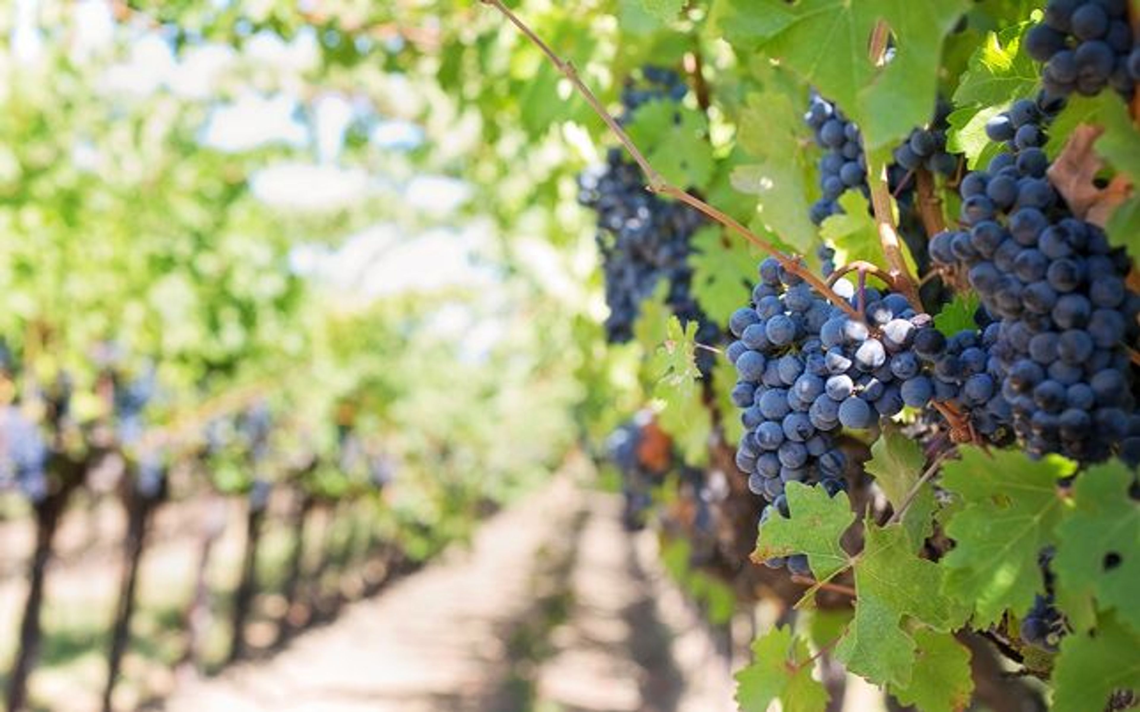 Sedona Winery Tour - Image 1