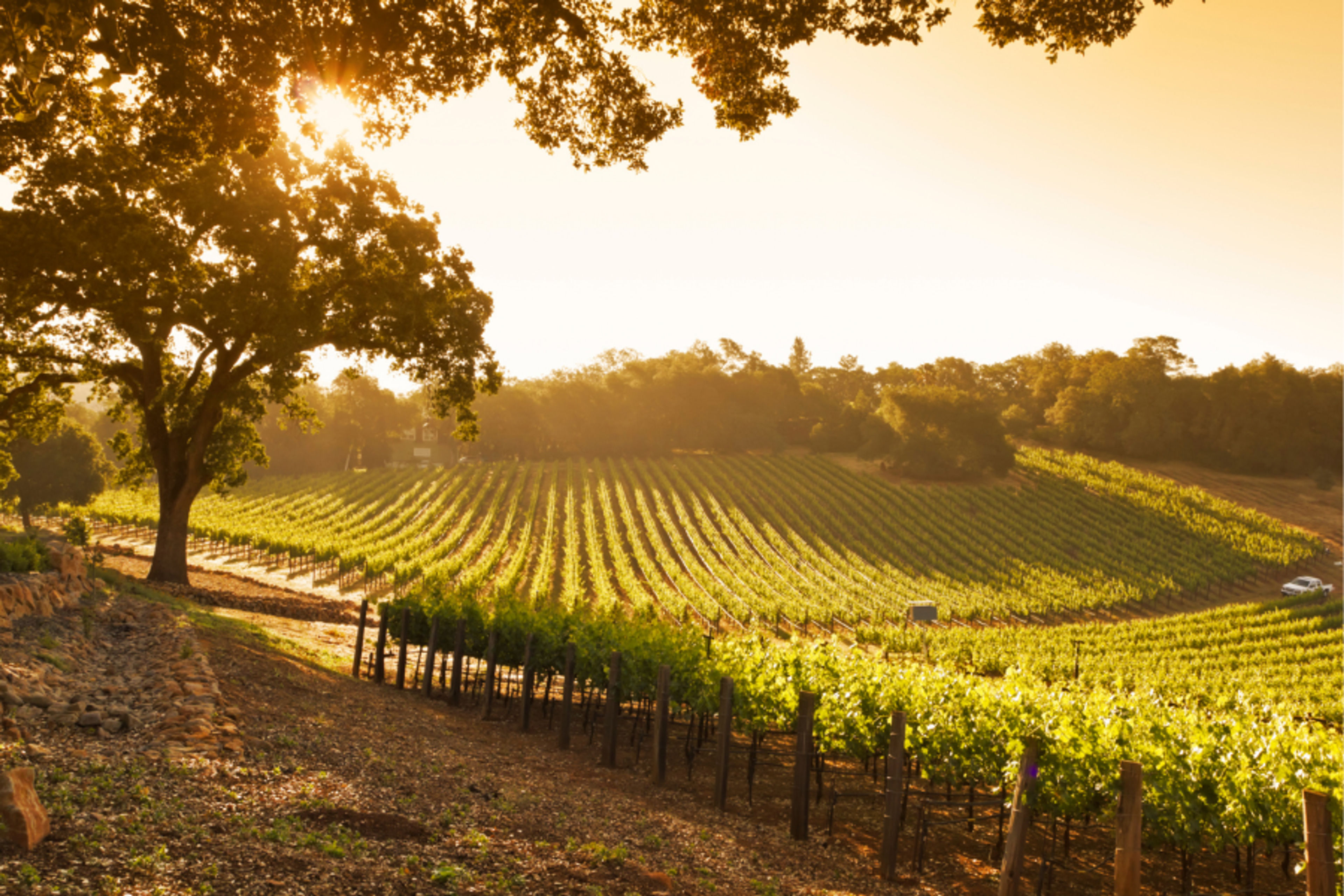 Beautiful Wine Country