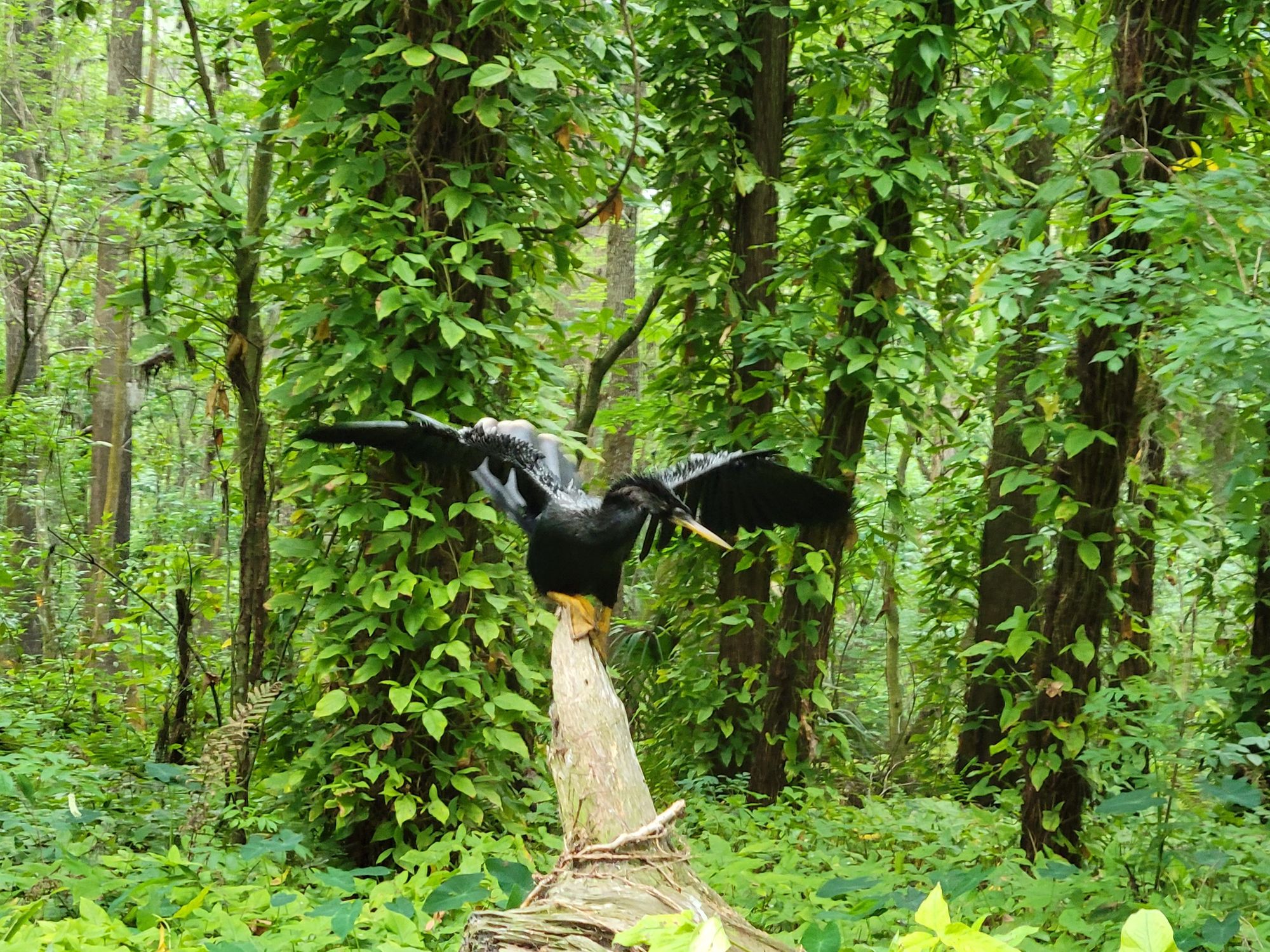 Anhinga in the Dora Canal
