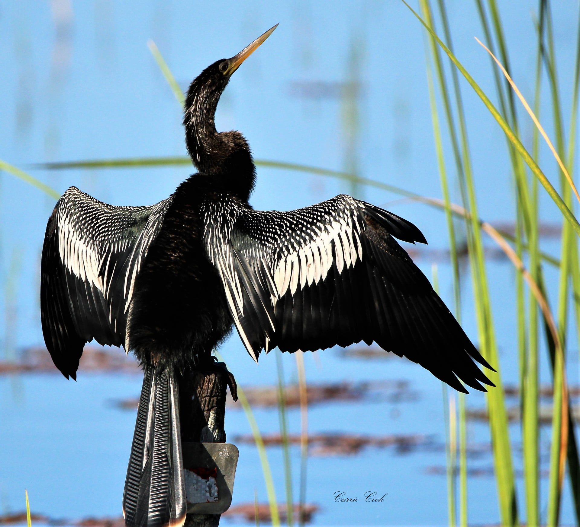 A striking anhinga spreads its wings to dry in the sun near kayakers on a guided tour.