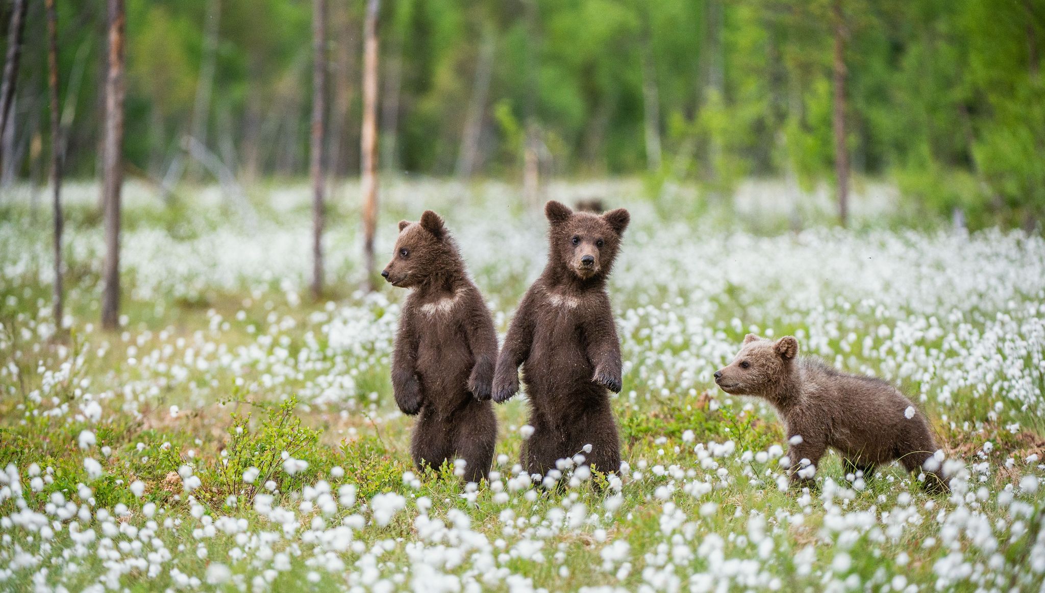 Grizzly bear cubs in Yellowstone National Park