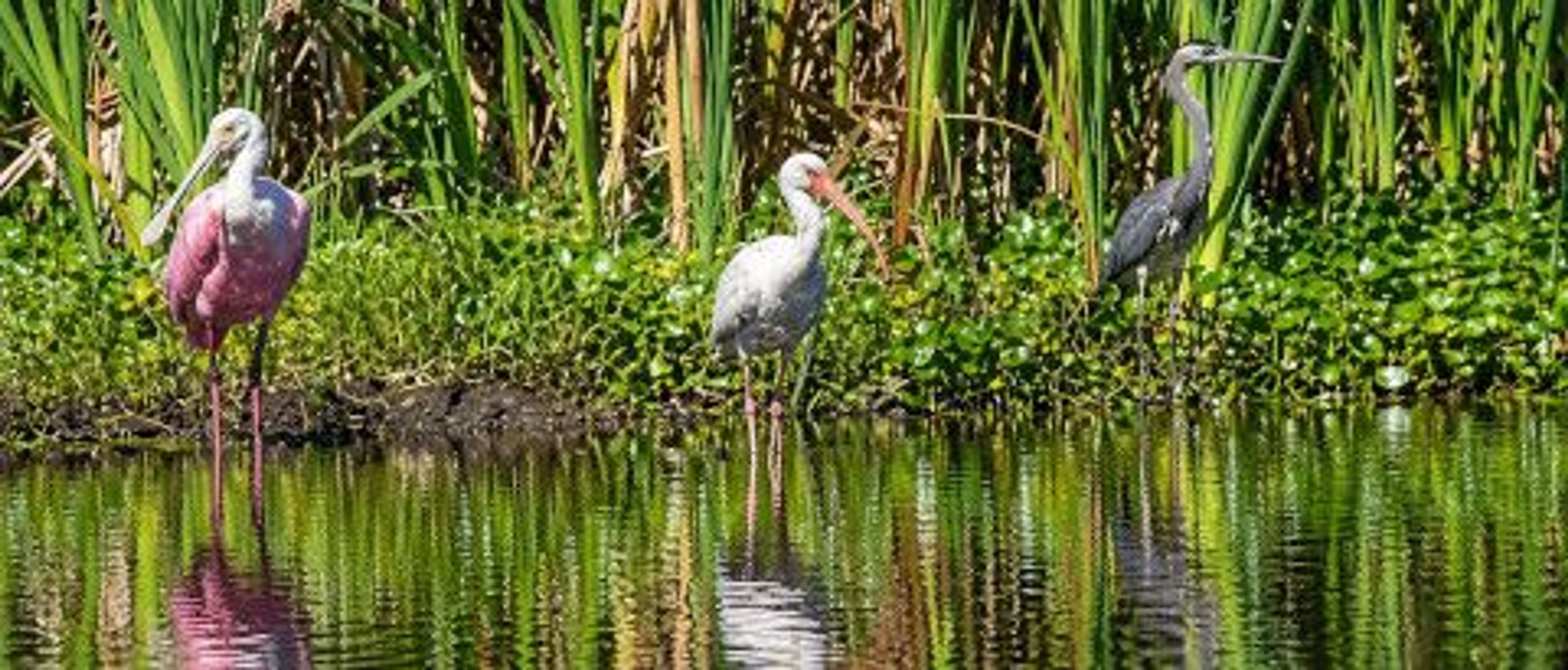Incredible Bird Watching