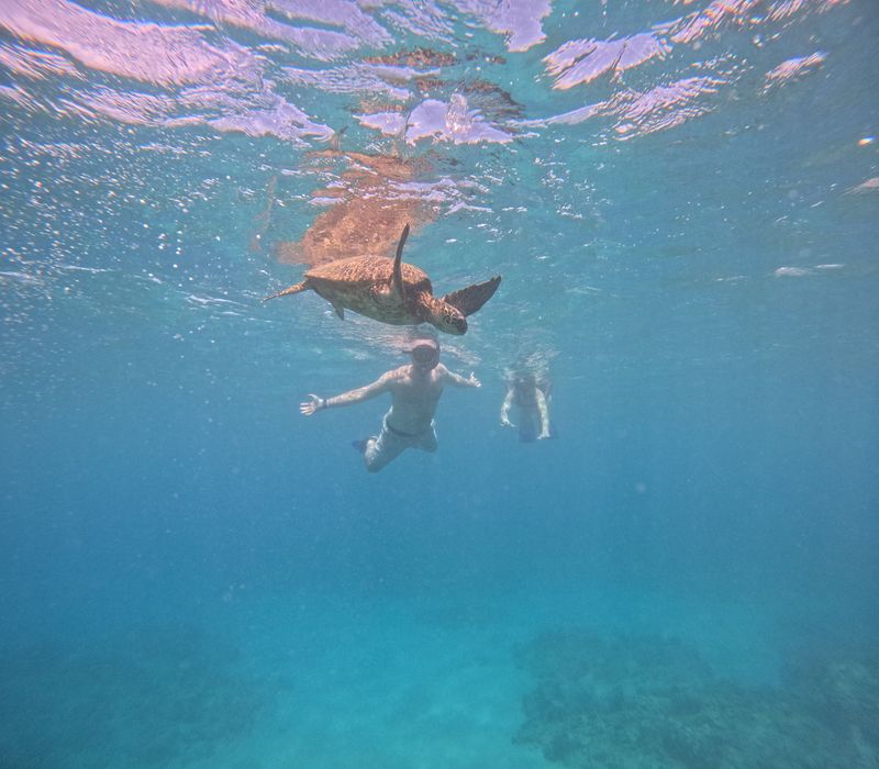 Turtle snorkel