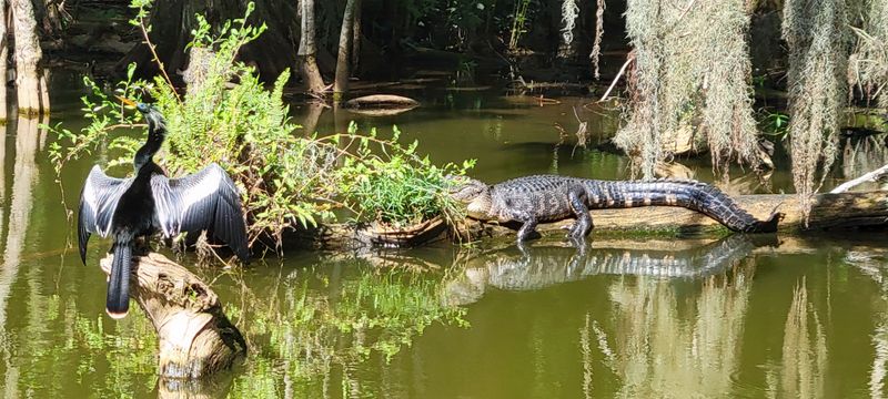 Anhinga and Gator Enjoying the Afternoon Sun
