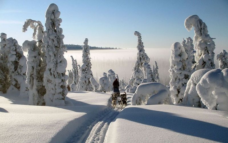 Dog Sledding In Deep Snow At Big White 