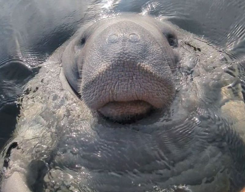 A curious manatee