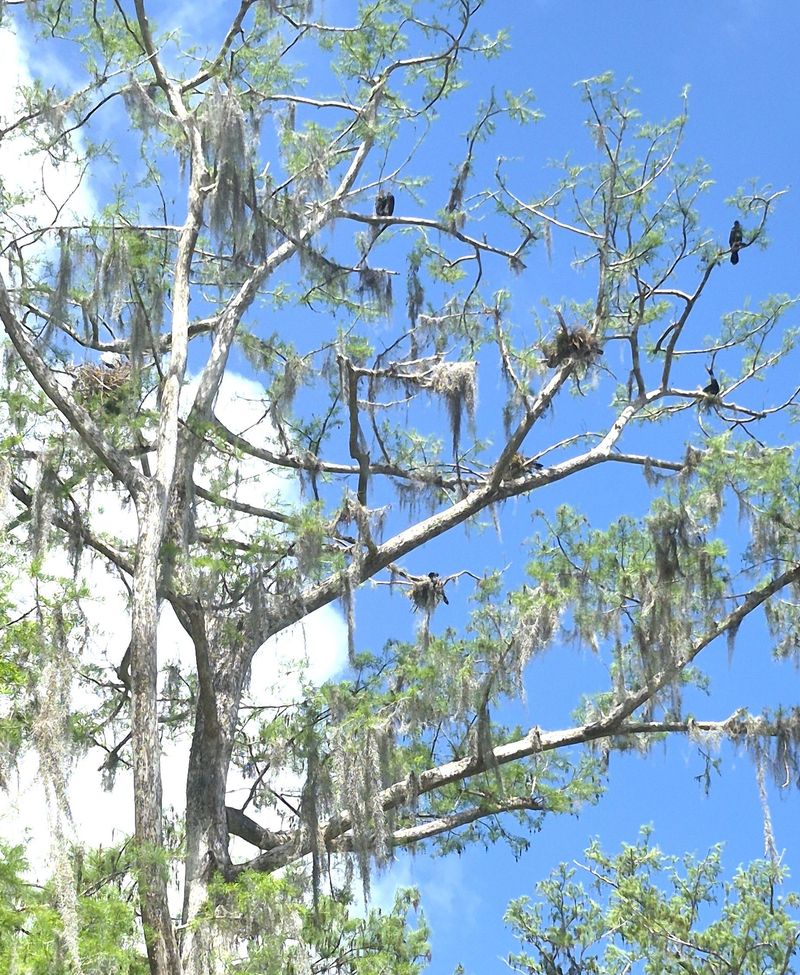 bird nests in bald cypress tree