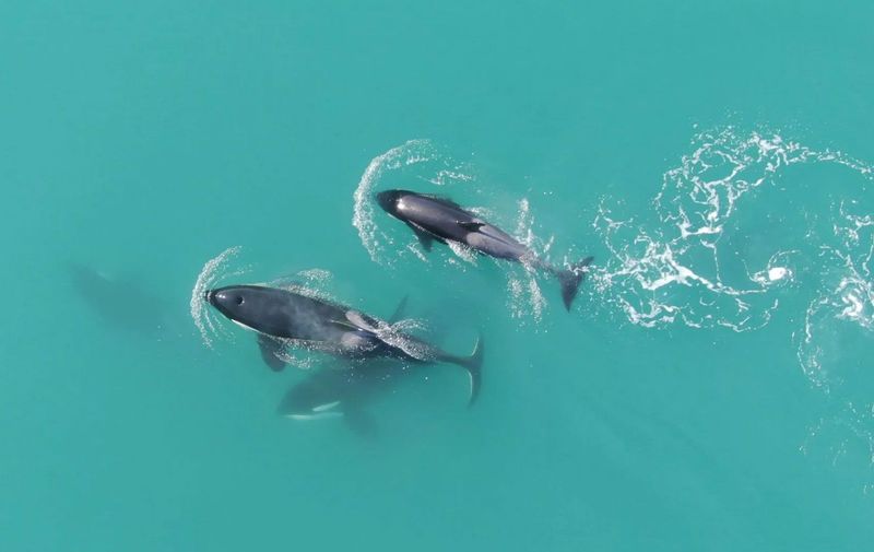 Whales, Wildlife & Drones