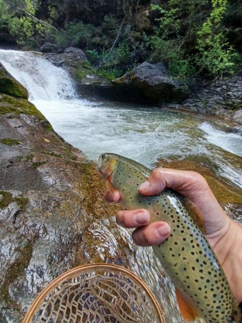 Cutthroat Trout from East Fork of the San Juan River