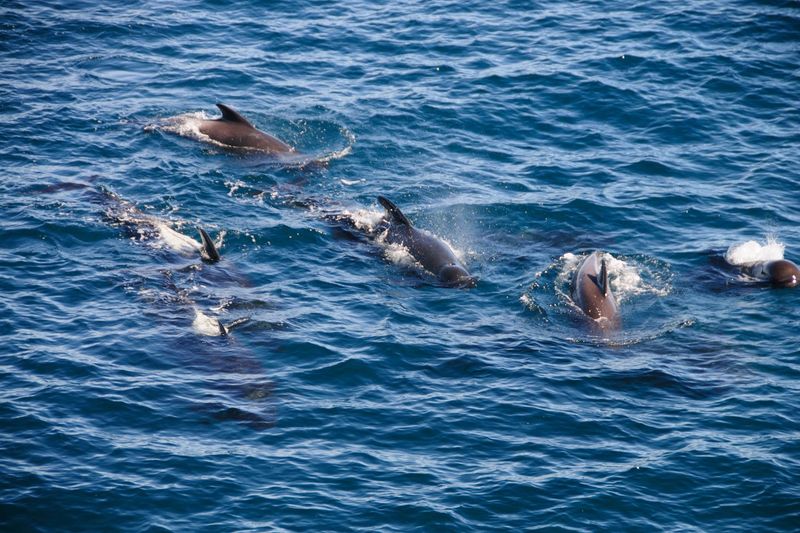 Dolphins In The Chesapeake Bay