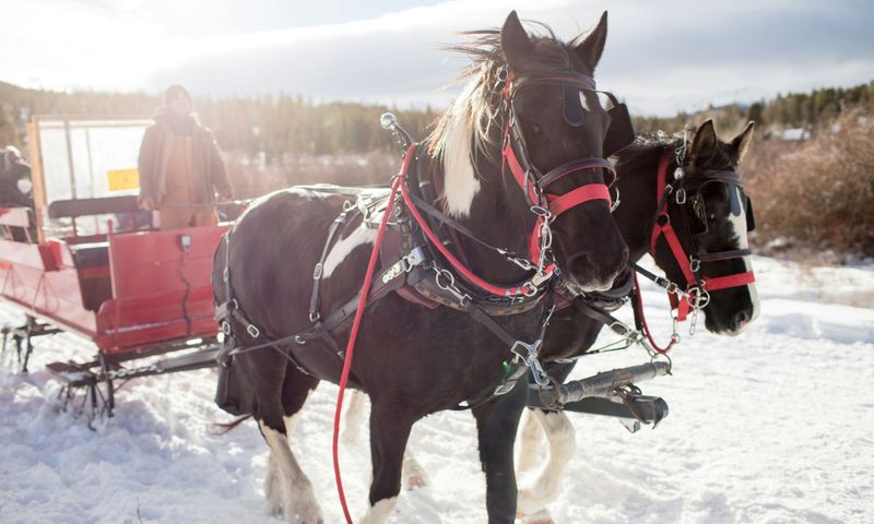 person on a horse drawn sleigh ride in Colorado