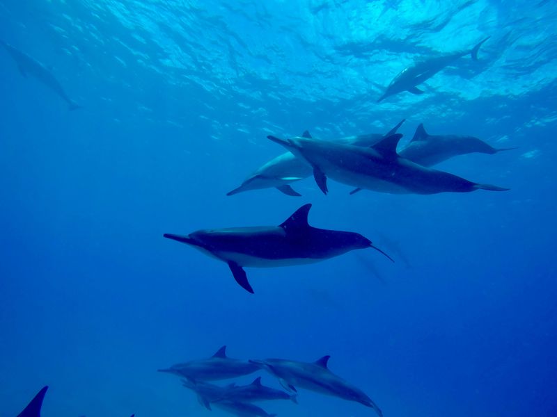 Spinner Dolphins