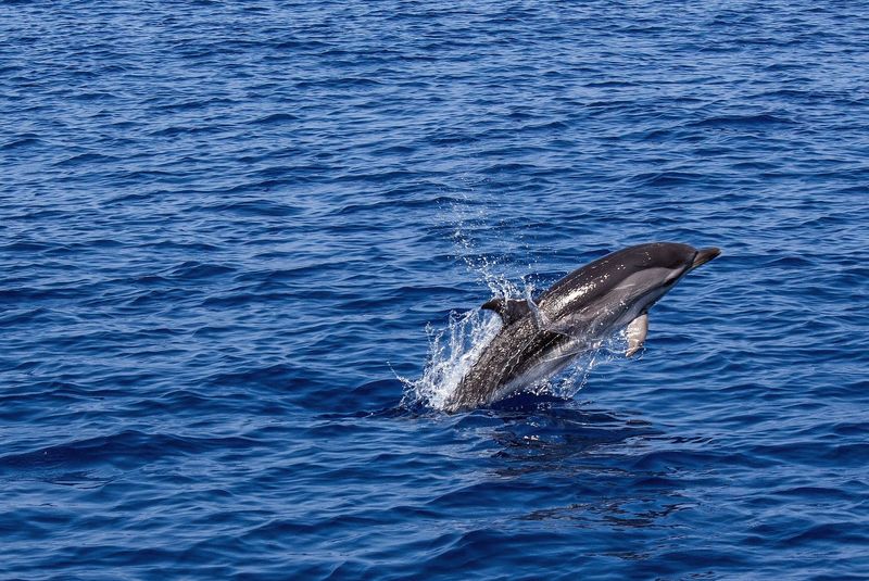 Dolphins In The Chesapeake Bay