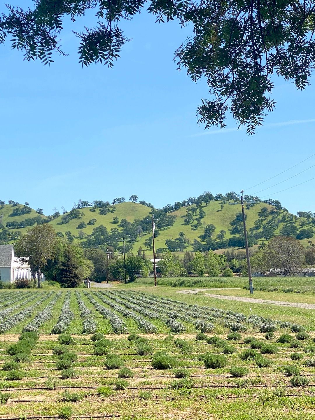 farm and hills