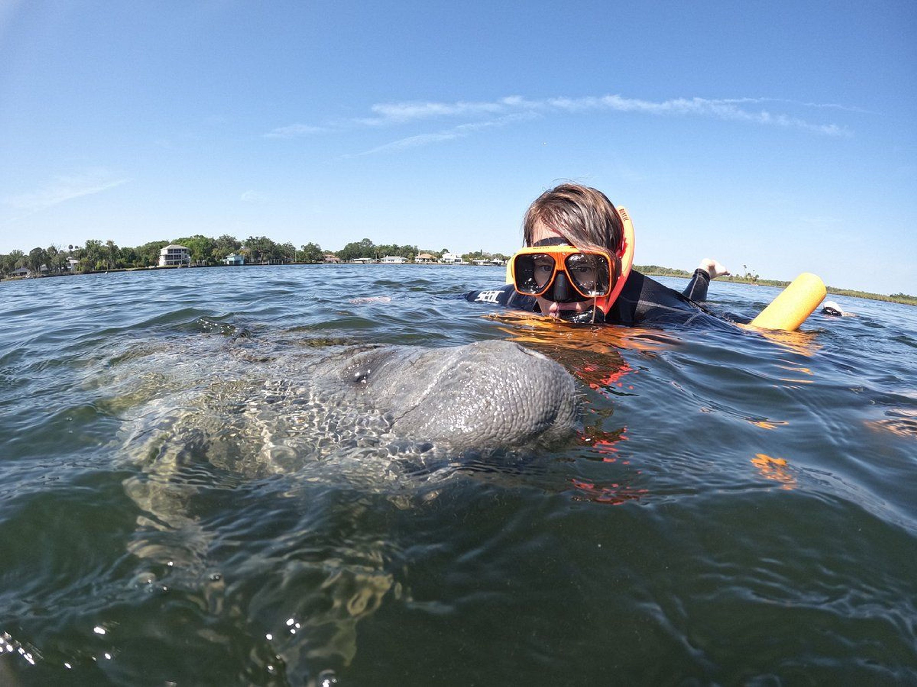 Manatee Snorkeling Tours